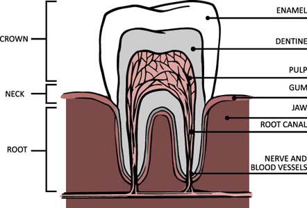 Signs That You Should Visit A Root Canal Dentist